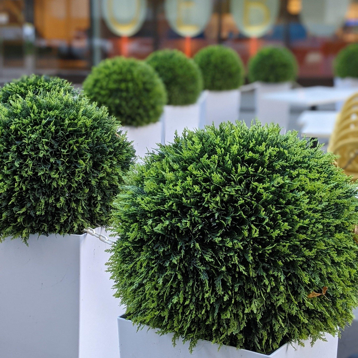 365 Curb Appeal Topiary ball 23" XL Cedar (Cypress) Topiary Ball